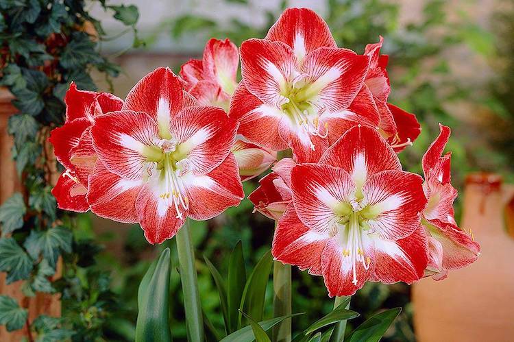 Exotic flower Amaryllis