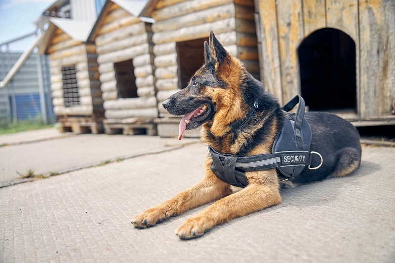 K9 Vest