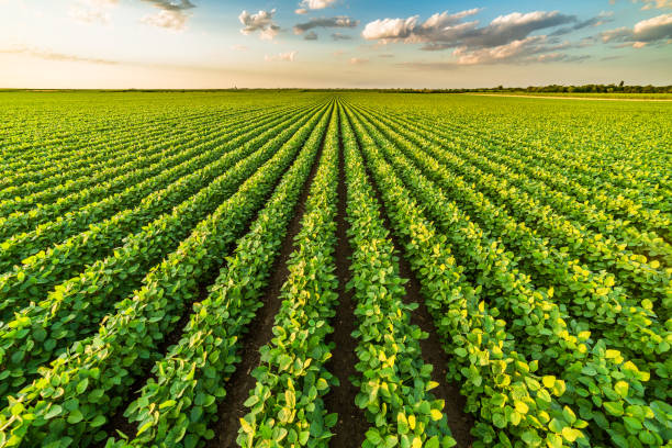 Soybean Agronomy